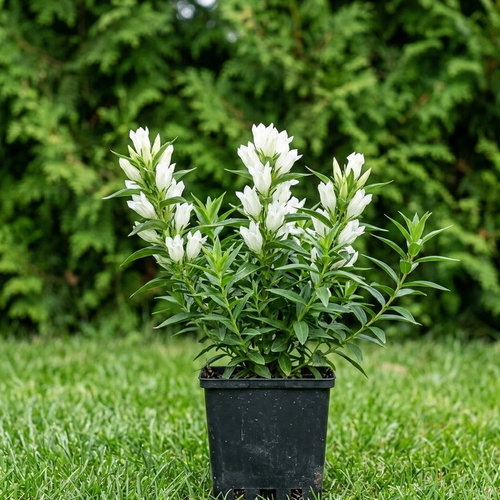 Горечавка даурская Альба купить