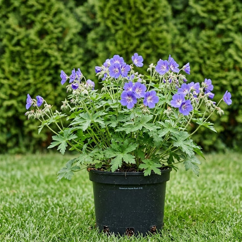 Герань гибридная Азур Раш купить