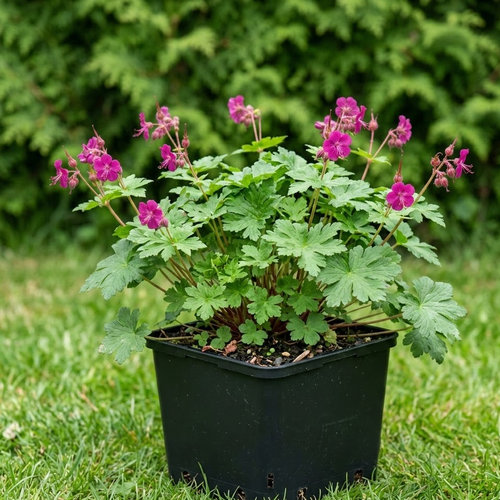 Герань балканская Беванс Вар купить