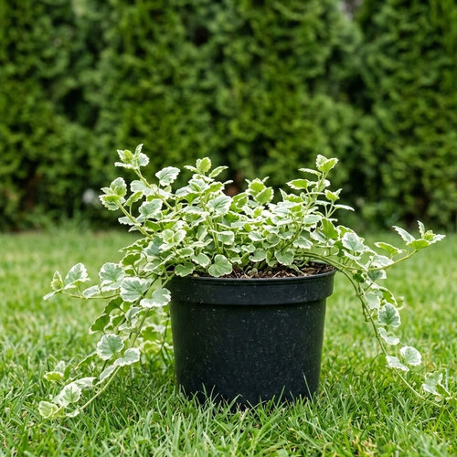 Будра плющевидная Variegata купить