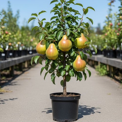 Груша Мраморная купить