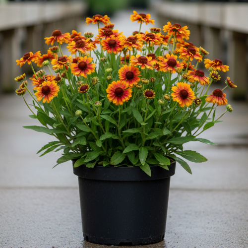 Гелениум гибридный Бидермейер купить