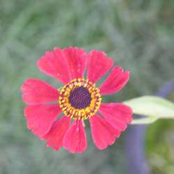 Гелениум Красная армия купить