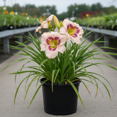 Лилейник гибридный Орхид Кэнди купить