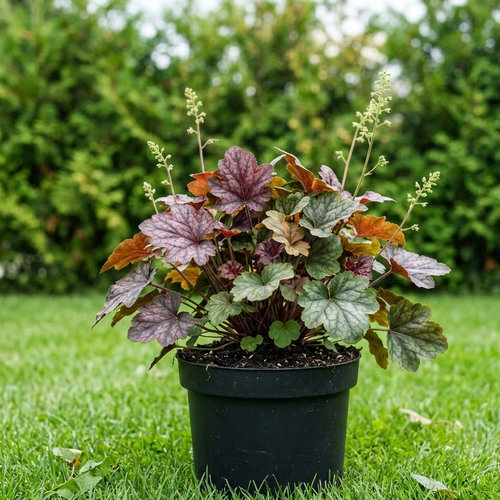 Гейхера американская Бьюти Колор купить