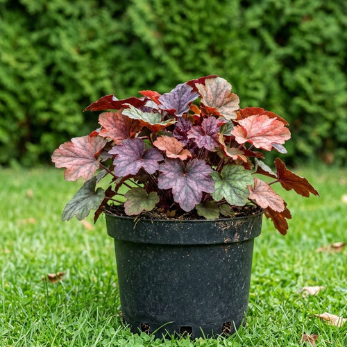 Гейхера гибридная Бьюти Колор купить