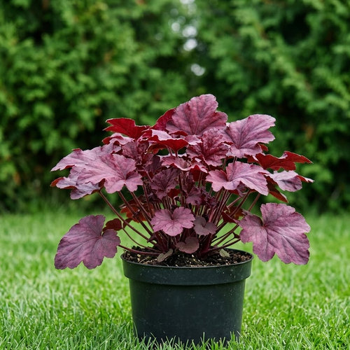 Гейхера гибридная Вельвет Найт купить