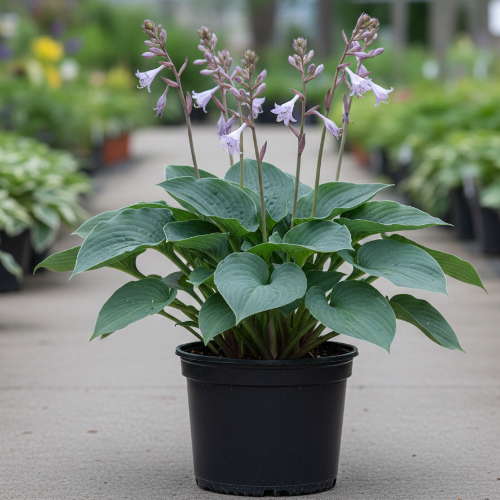 Хоста Ред кадет купить