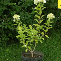 Гортензия метельчатая Лаймлайт купить