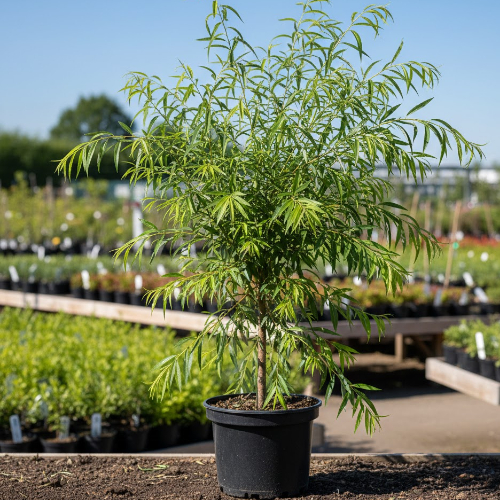 Ива Курайская купить