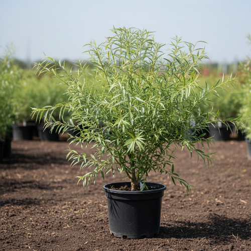 Ива Серебристая купить