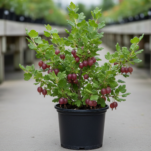 Крыжовник Аристократ купить