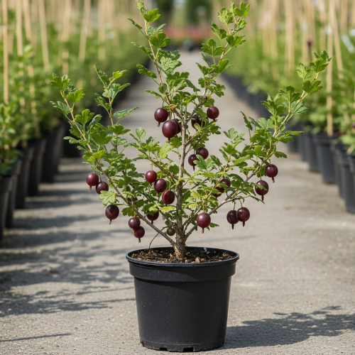 Крыжовник Салют купить