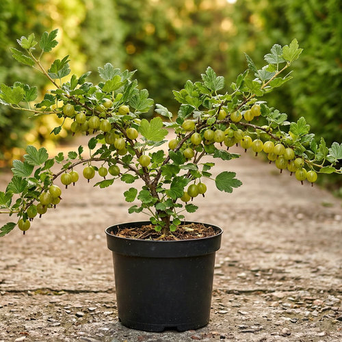 Крыжовник Серенада купить