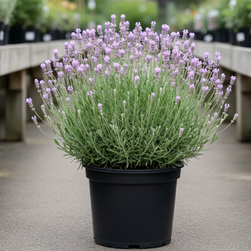 Лаванда узколистная Розеа купить