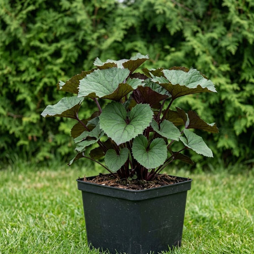 Бузульник зубчатый Десдемона купить