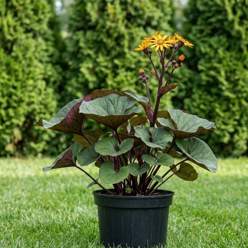 Бузульник зубчатый Твайлайт купить