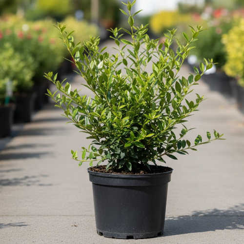 Бирючина обыкновенная (живая изгородь) купить