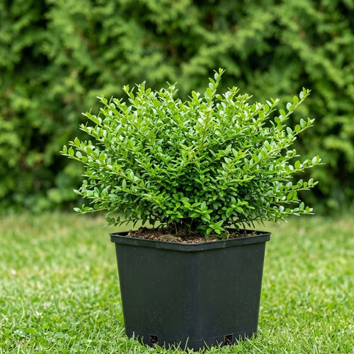 Жимолость блестящая Мэйгран купить