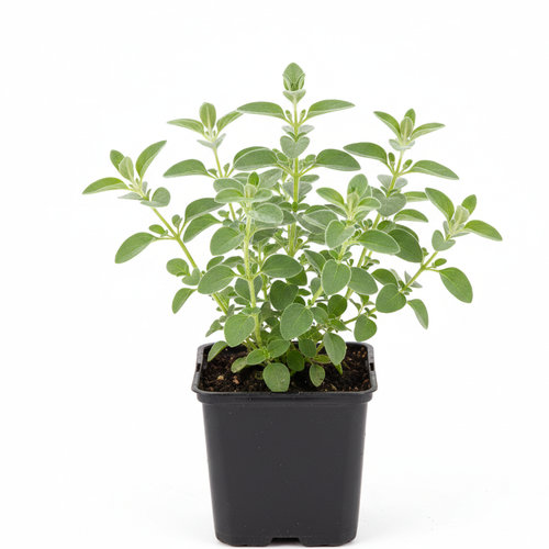 Майоран в ассортименте купить