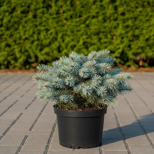 Ель колючая Сант Мериз Брум купить