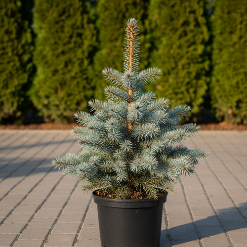 Ель колючая Супер Блю купить