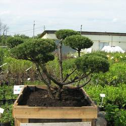 Сосна горная Пумилио БОНСАЙ купить