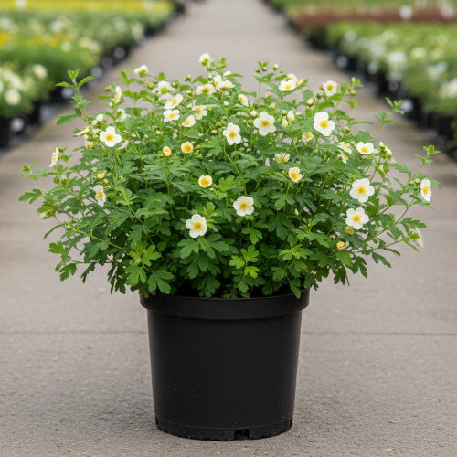 Лапчатка кустарниковая Тилфорд Крим купить