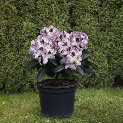 Рододендрон гибридный Пингвин купить