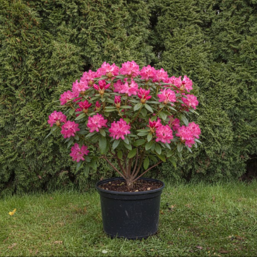 Рододендрон гибридный Вайн энд Роузес купить