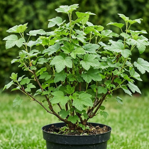 Смородина Райбес Аморе купить