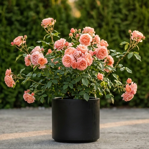 Роза Флорибунда Bonita Renaissance купить