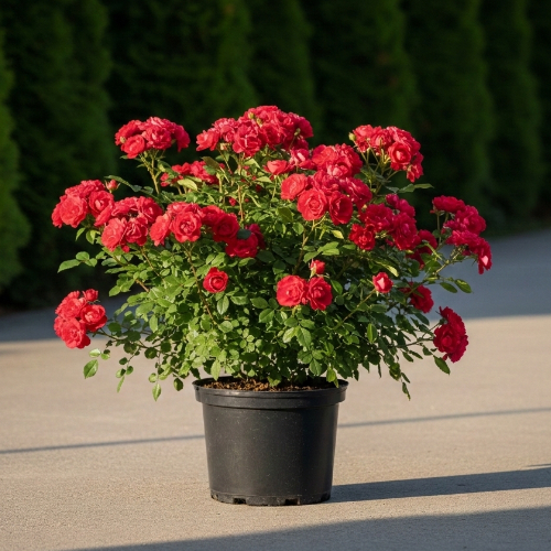 Роза почвопокровная Колоссаль Мейдиланд купить