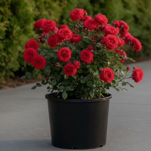 Роза миниатюрная Red купить