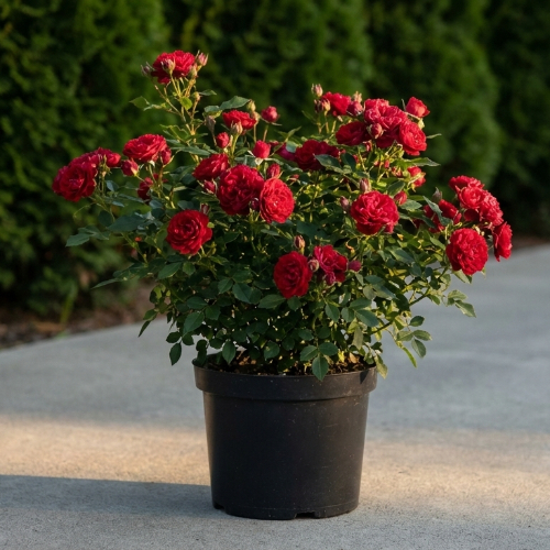 Роза миниатюрная Скарлет Хит купить