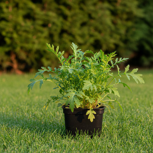 Руккола (Индау) Русалочка купить