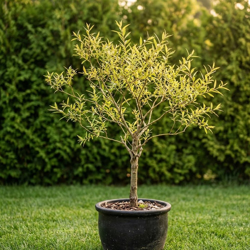 Ива белая  купить