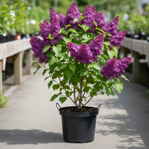 Сирень Аметист купить