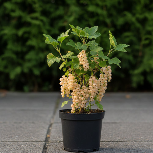 Смородина белая Белая фея купить