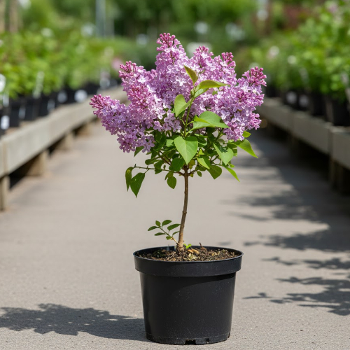 Сирень мейера Палибин купить