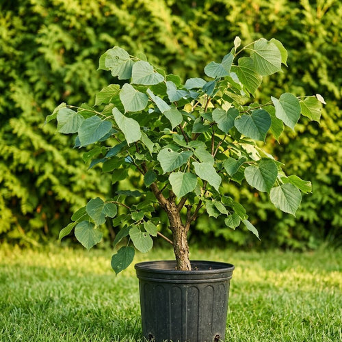 Липа крупнолистная  купить