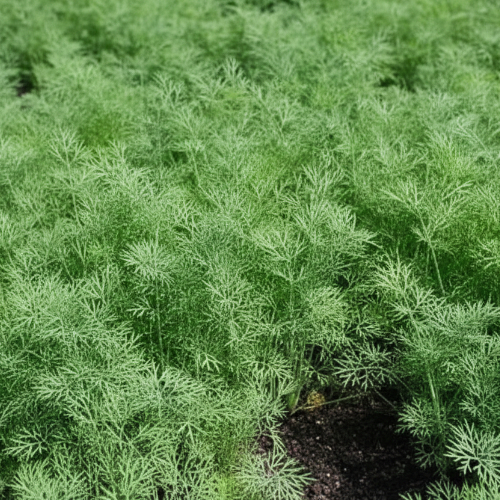 Укроп Лесногородский купить