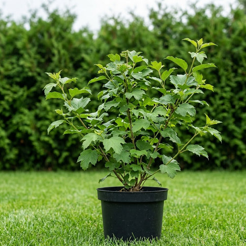 Калина обыкновенная  купить