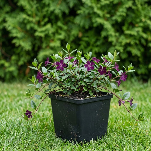 Барвинок малый Атропурпурея купить