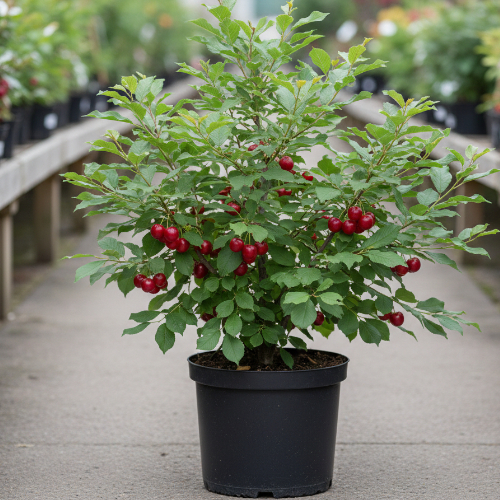 Вишня войлочная Царевна купить