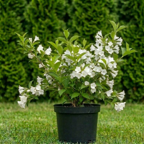 Вейгела цветущая Альба купить