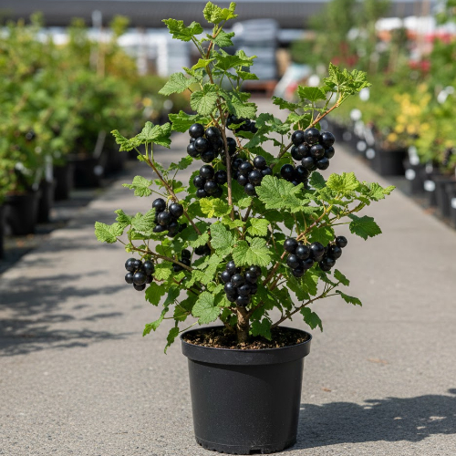 Йошта купить