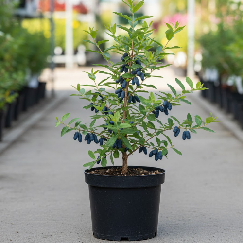 Жимолость Стимул купить