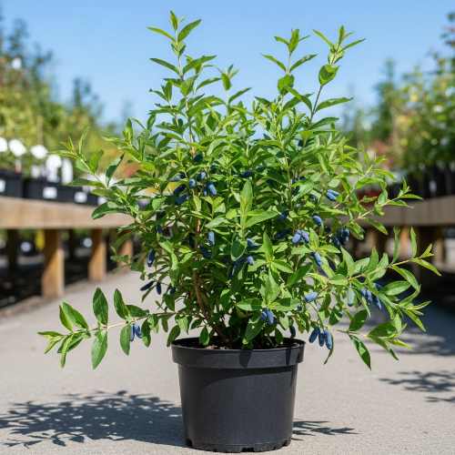 Жимолость Звездочка купить